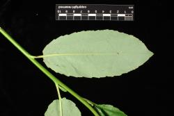 Salix myricoides. Mature leaf
 Image: D. Glenny © Landcare Research 2020 CC BY 4.0